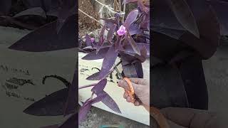 gardening garden vegetables plants gardeningtips organicgardening harvesting yt 🍀🍀💐💐🌹🌹👌 [upl. by Read980]