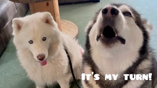 Huskies Battle Over Who Gets To Ride Shotgun Adorable Tantrum Ensues [upl. by Nihi67]