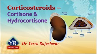 Corticosteroids  Cortisone amp Hydrocortisone  Corticosteroids  YR Pharma Tube  DrRajeshwar Yerra [upl. by Mapes23]