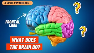 What do the PARTS of the Brain Do  Localisation of Function [upl. by Nosnaj]