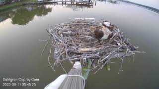 Dahlgren Osprey Cam Live Stream [upl. by Jaal]