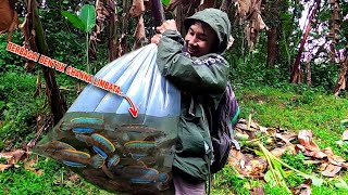 PECAH REKORR Pertama Kali Dapat Channa Limbata Sebanyak Ini  Mancing Ikan Channa Limbata [upl. by Aierbma]