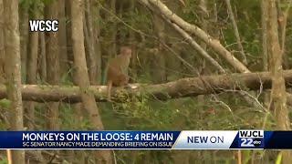 Several monkeys remain on loose after escaping Yemassee facility SC Rep Nancy Mace weighs in [upl. by Vincentia124]