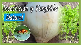 Cómo hacer FÁCIL Insecticida y Fungicida NATURAL con Cebollas para la Huerta [upl. by Idonna212]