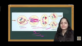 Meiosis in 50seconds through ncert Diagram ✅meiosis cell cell division [upl. by Atkins]