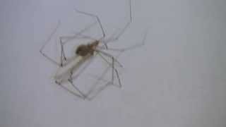 Daddy LongLegs Spiders Mating [upl. by Hillier45]