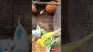 Aaj sabhi pets ka updatesbudgies rabbit budgiesvlog minivlog birdslover shorts reels pets [upl. by Rose]