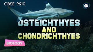 Osteichthyes and Chondrichthyes  Biology  CBSE Class10  Embibe Achieve CBSE Class 9amp10 [upl. by Wise]