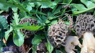 Première sortie au morilles  elles arrivent 👍👍 [upl. by Affrica]