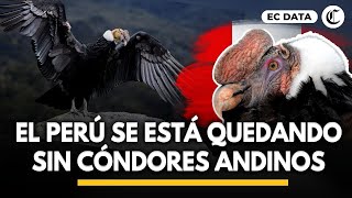 CÓNDOR ANDINO EN PELIGRO DE EXTINCIÓN la alarmante reducción de cóndores en el Perú [upl. by Artened155]