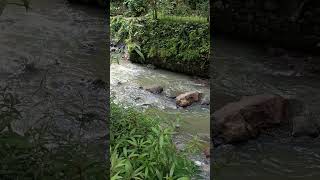 Suara Tonggeret Tepi Sungai nature shortsvideo cicada [upl. by Savanna875]