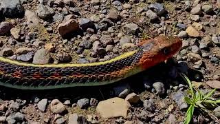 Redsided Garter Snake in Motion [upl. by Llehcram]