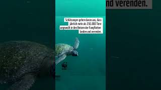 🤓 20 Sec Animal Facts Meerschildkröten Edition 🐢🌊 [upl. by Straus]