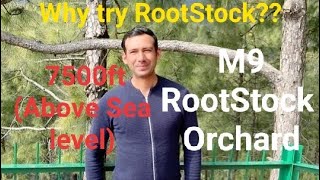 Inspiration For Root Stock OrchardWhy Try RootStock [upl. by Altis]