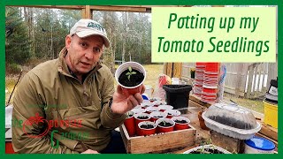 Potting up my Tomato Seedlings [upl. by Atteroc]