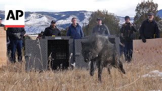 Colorado releases 5 wolves in reintroduction plan [upl. by Blodgett]