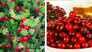 How to Plant Cranberries Easy Fruit Growing Guide [upl. by Aloivaf944]