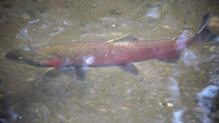 Record Salmon Run at Carkeek Park Seattle 2024 [upl. by Neirad]