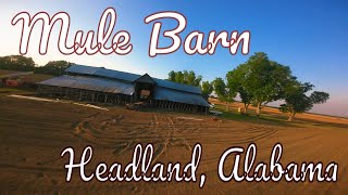 Mule Barn and Homestead Headland Alabama [upl. by Ellac84]