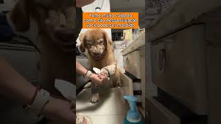 EVITE MEXER NO SEU CÃO QUANDO ELE ESTIVER ASSIM adestramento pets cachorro memes cachorros [upl. by Corneille248]