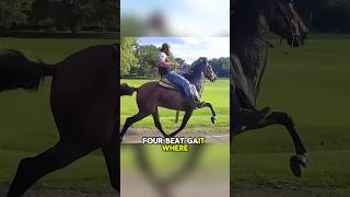 The Ambling Gate Horse，The World’s Smoothest Ride shortsviral shortsfeed shortsvideo shorts [upl. by Colline101]