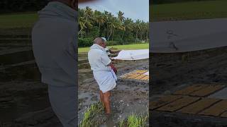 Paddy seed sowing by tray method in Muhilankudiyeruppu Kombavilai paddy fieldkanyakumari [upl. by Eseeryt]