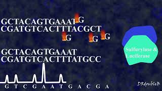 Pyrosequencing animation [upl. by Malinda]