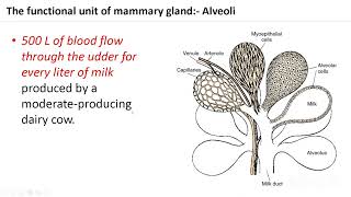 Development of Mammary Gland [upl. by Bozovich]