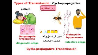 Parasitology ASU Blood module African trypanosoma Dr Khaled habib [upl. by Birmingham616]