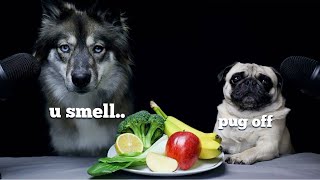 Wolf Dog Reviews Food With Pug [upl. by Iren349]