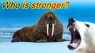 Polar bear vs walrus  Who is stronger [upl. by Auqkinahs]