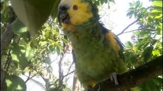 My Blue Fronted Amazon Parrot quotCleckoquot Talking and Whistling in my Backyard Tree [upl. by Morlee322]