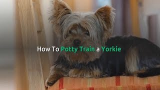 🐕 Yorkie Potty Training  Yorkshire Terrier Training Toilet  How To Potty Train a Yorkie 🐕 [upl. by Hyozo749]