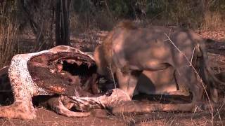 Lions on giraffe kill in Kruger National Park 1 [upl. by Clementia]