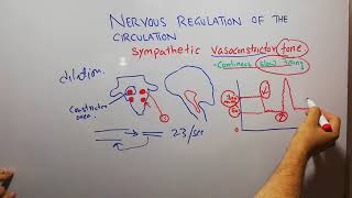 CVS physiology 115 Sympathetic Vasoconstrictor tone vasomotor center vasoconstrictor area [upl. by Marlon]