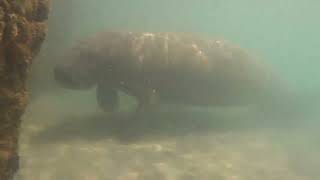 Haulover Inlet Fl Manatees [upl. by Atsirtal]