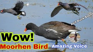 Wow moorhen bird amazing voice  Moorhen birds best sound [upl. by Nnahteb]