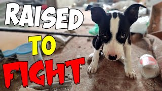 Abandoned Puppy Was Chained and Abused all His Life Until This Happened [upl. by Kenleigh]