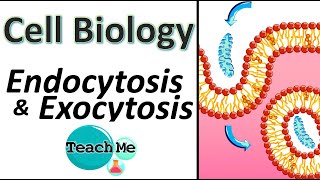 14  Endocytosis amp Exocytosis  Membrane Transport  IB Biology  TeachMe [upl. by Hanzelin792]