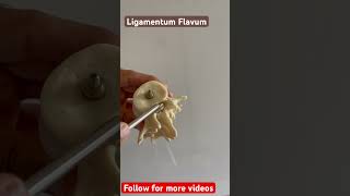 Ligamentum Flavum viral youtubeshorts anatomy viralvideos physiotherapy [upl. by Annawoj]