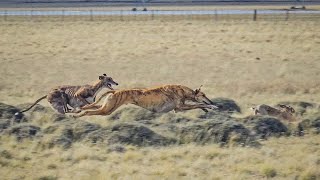 Galgos vs Liebres Tini y Junior en Coyhaique Balmaceda 🇨🇱 2024 💪🏼😁 ग्रेहाउंड और खरगोश 2024 [upl. by Cleti904]