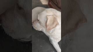 Labrador dog lucky viral shorts dog youtubeshorts [upl. by Halludba]