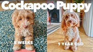 Having a Cockapoo Puppy  From 8 weeks to 1 year old [upl. by Vyner843]