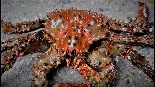 러시아 하나사키 킹크랩 amp 랍스타 Hanasaki King Crab Lobster from Russia 맛있겠다 [upl. by Ellesij]