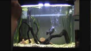 Australian Native Fish Tank [upl. by Anse]