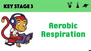 Aerobic Respiration [upl. by Ron922]