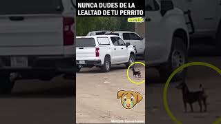 NUNCA DUDES DE LA LEALTAD DE TU PERRITO respetoanimal dog vidadeperros animales adoptaconamor [upl. by Helbon]