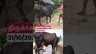 Milking Details cow vivasayaarvalargal shortvideo shorts [upl. by Bencion829]