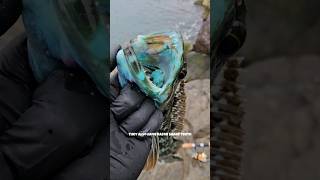 what makes them blue lingcod pnw jettyfishing youtubeshorts trending newport [upl. by Suoilenroc]