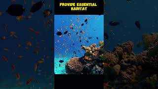 Capturing the Beauty of Coral Reefs Through Underwater Footagesubscribe shorts [upl. by Teage522]